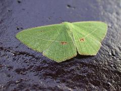 綠翅茶斑尺蛾 